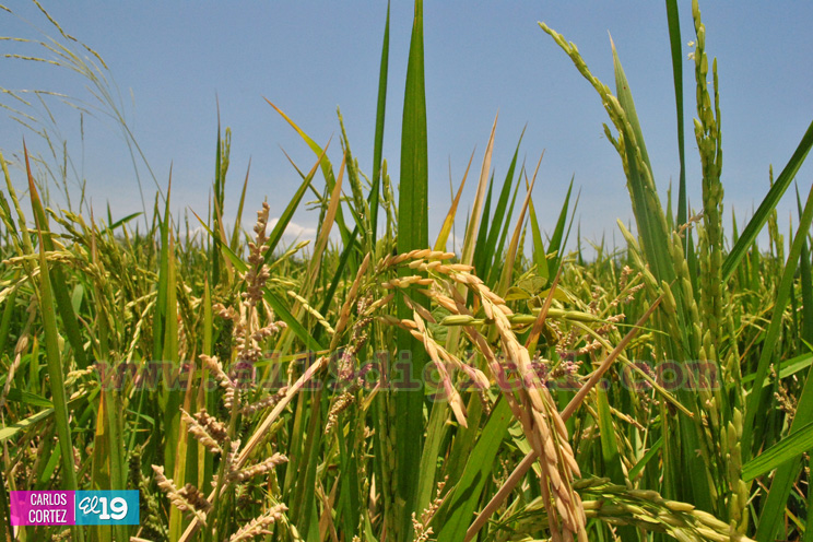 Vea c&oacute;mo los arroceros enfrentan el cambio clim&aacute;tico